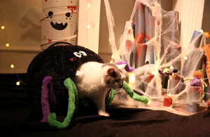 Halloween Cat Beds