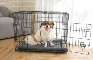 Best Bed for a Dog Crate