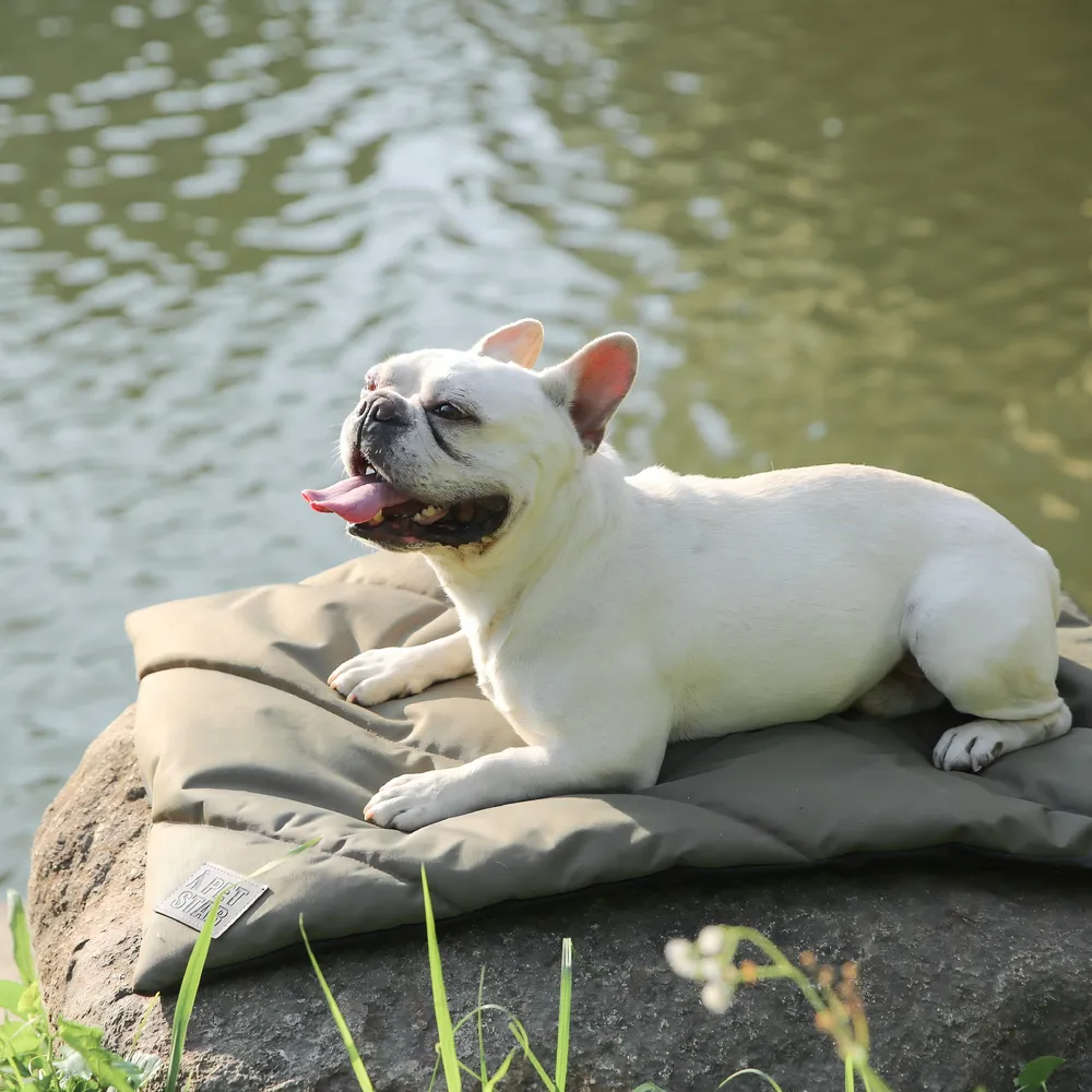 Dog Outdoor Mats Custom
