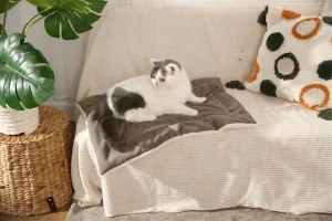Cat Blanket Background
