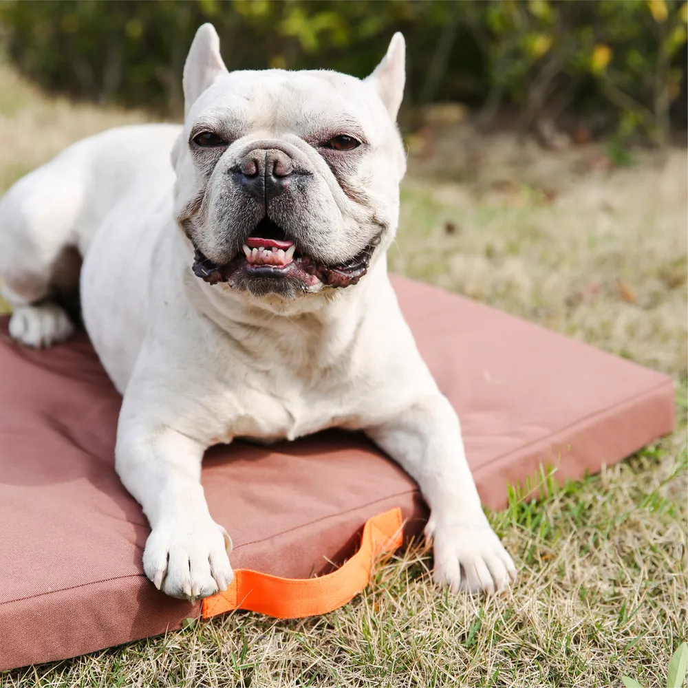 Cushioned Dog Bed Customization