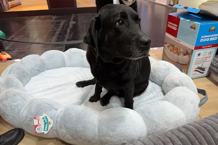 human-size-dog-bed-Factory-support-design-vacuum compression-color-box-packaging