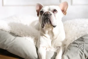 Why Buyers Are Asking for GRS Certified Pet Beds in 2026​
