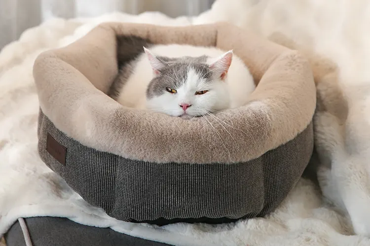 bulk-best-heated-dog-beds-supplier-banner.jpg