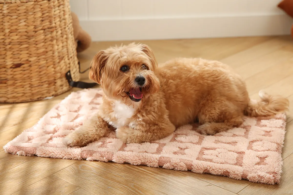 Good collection affordable basics dog blanket
