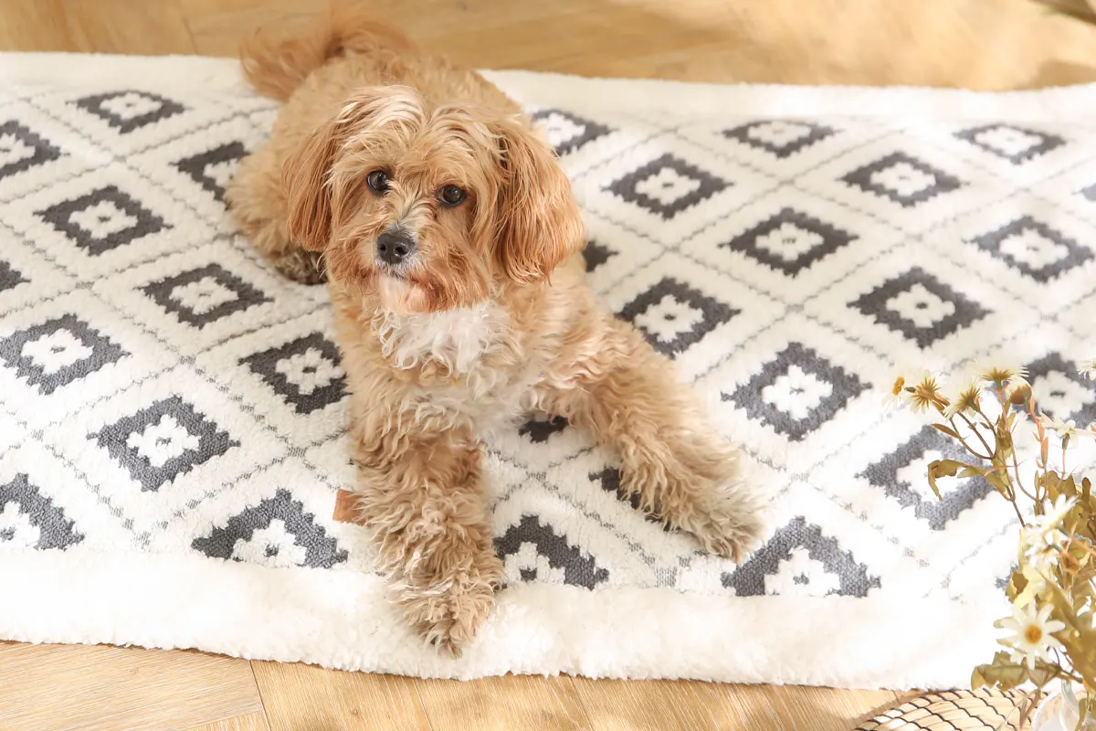 Better collection enhanced comfort dog blanket